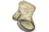Fossil Mosasaur Vertebra - Texas #320966-2